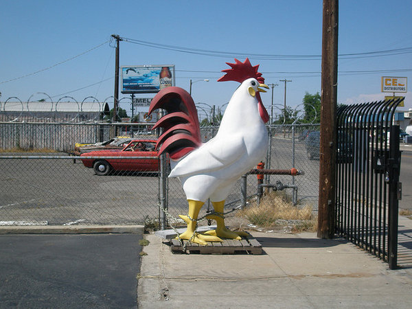 harpains petting zoo rooster.jpg