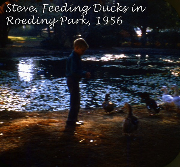 viewmaster  1956494; steve; roeding park; ducks; fresno; 1956.jpg