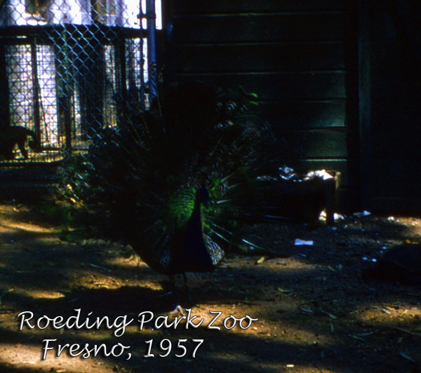 viewmaster  1957657; roeding; fresno; zoo; 1957.jpg