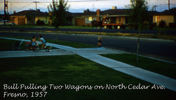 viewmaster100; bull; wagon; cedar; fresno; 1957.jpg