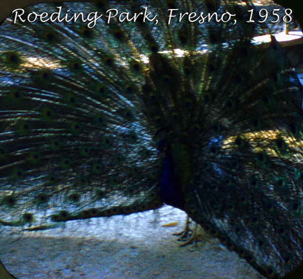 ViewMaster 1958929; peacock; roeding park; fresno; 1958.jpg